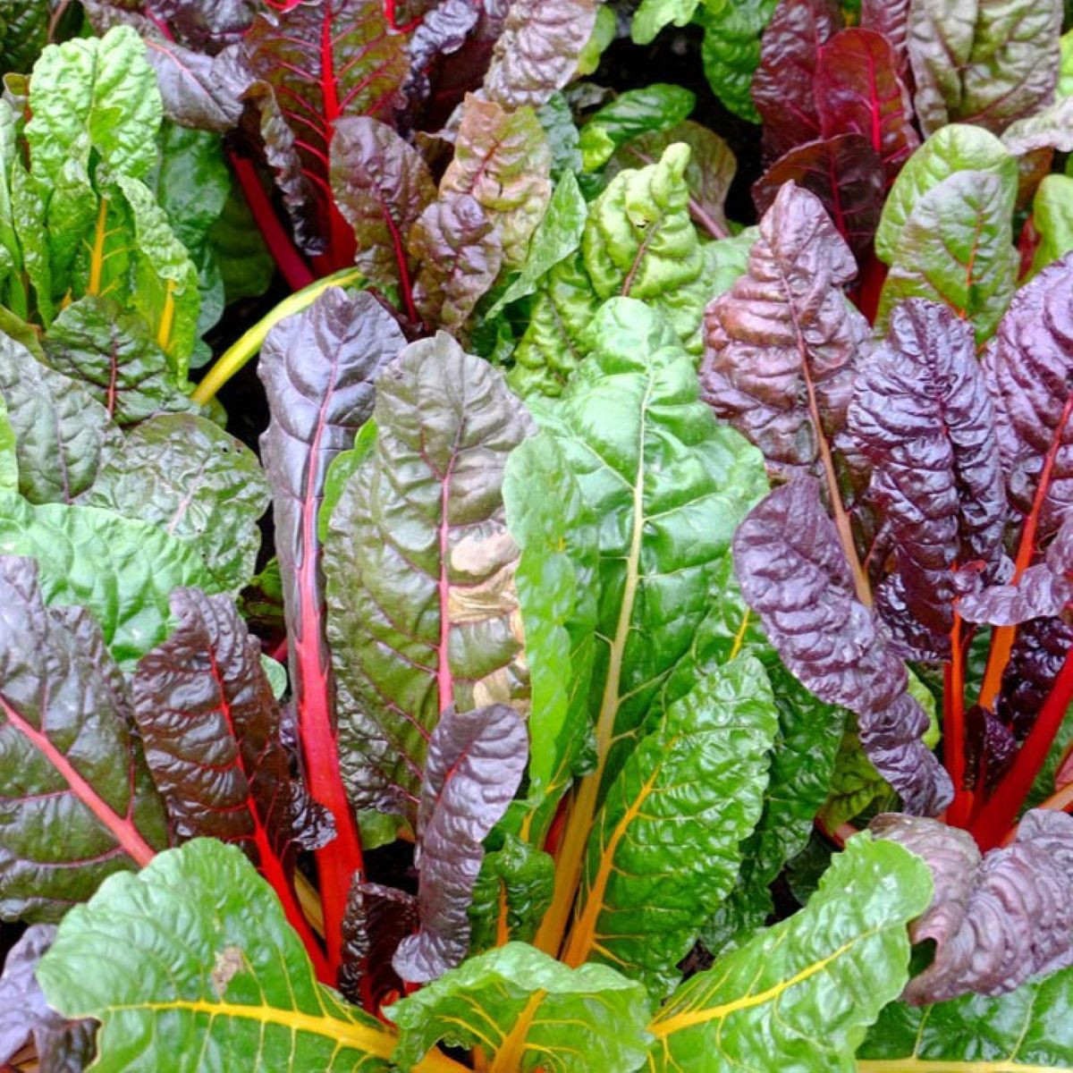 Nasiona mangoldu – BIO Mangold Fireworks – Beta vulgaris