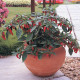 Chilli Apache F1 – Capsicum annuum – nasiona chili – 5 szt.