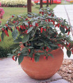 Nasiona papryczki chili – Chili Serrano – Capsicum annuum