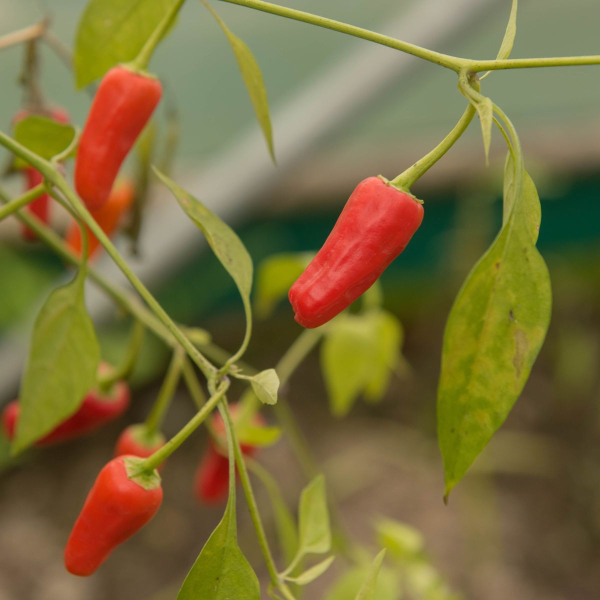 Chilli Apache F1 – Capsicum annuum – nasiona chili – 5 szt.