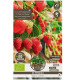 Truskawka zwisająca Pendula – Fragaria – sadzonki truskawek