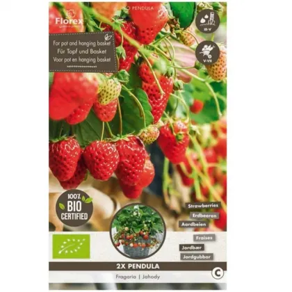 Truskawka zwisająca Pendula – Fragaria – sadzonki truskawek