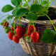 Truskawka zwisająca Pendula – Fragaria – sadzonki truskawek