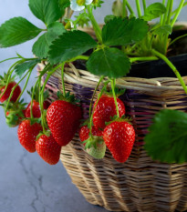 Truskawka zwisająca Pendula – Fragaria – sadzonki truskawek