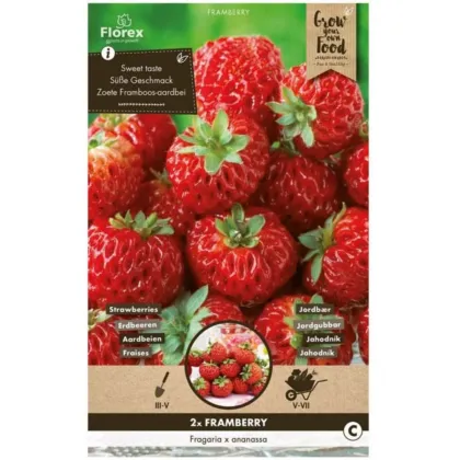 Truskawka Framberry – Fragaria ananassa – sadzonki truskawek