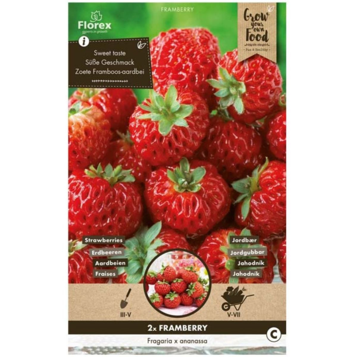 Truskawka Framberry – Fragaria ananassa – sadzonki truskawek