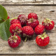 Truskawka Framberry – Fragaria ananassa – sadzonki truskawek