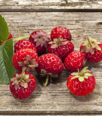Truskawka Framberry – Fragaria ananassa – sadzonki truskawek
