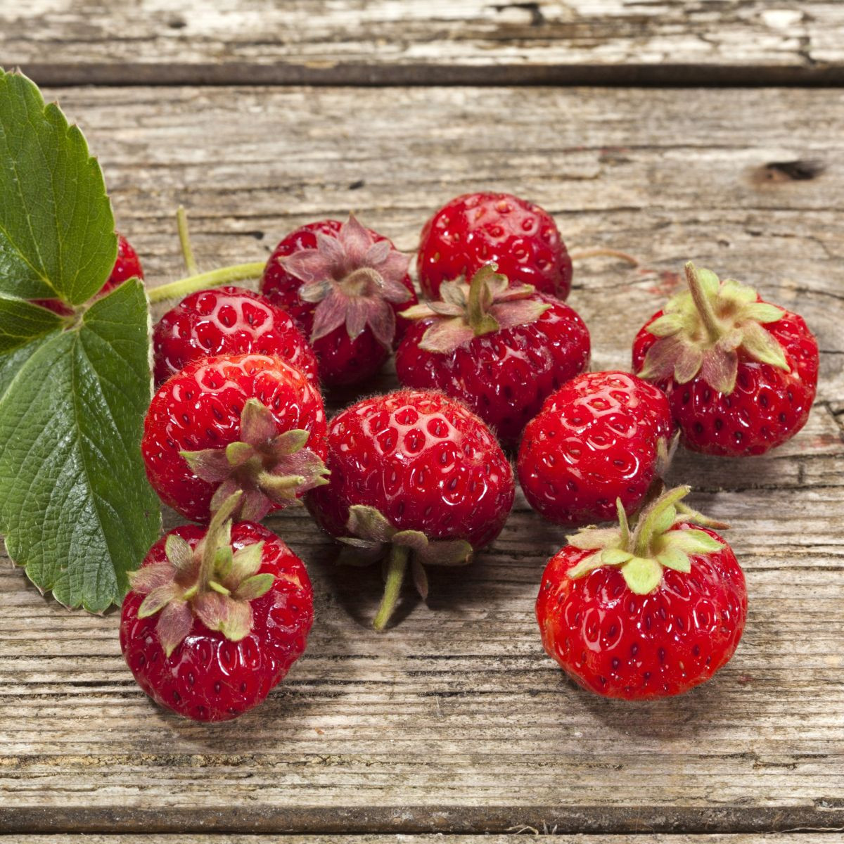 Truskawka Framberry – Fragaria ananassa – sadzonki truskawek