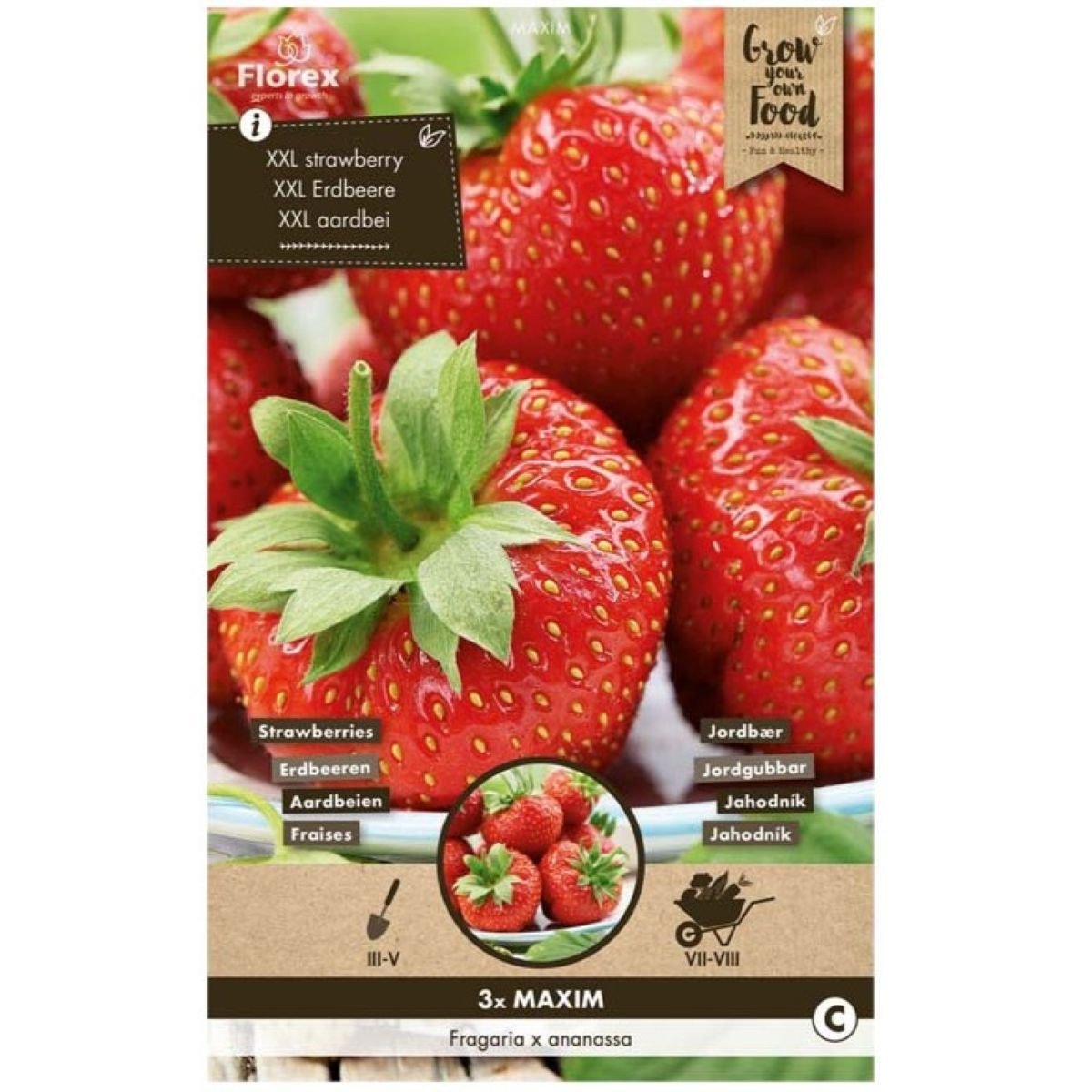 Truskawka Maxim – Fragaria ananassa – sadzonki truskawek