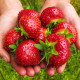 Truskawka Maxim – Fragaria ananassa – sadzonki truskawek
