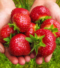Truskawka Maxim – Fragaria ananassa – sadzonki truskawek