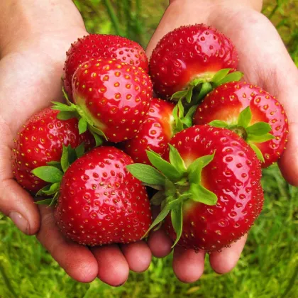 Truskawka Maxim – Fragaria ananassa – sadzonki truskawek