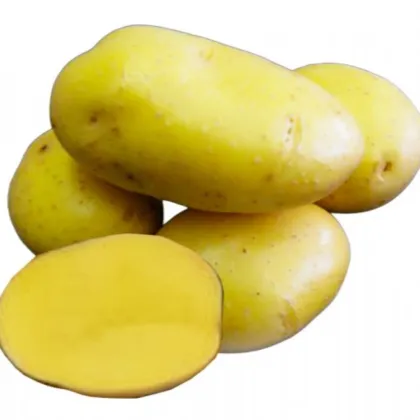 Ziemniaki sadzeniakowe Camelia – sadzeniaki ziemniaków