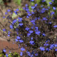 Lobelia przylądkowa - Lobelia erinus - nasiona lobelii - 1000 szt.