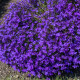 Lobelia przylądkowa - Lobelia erinus - nasiona lobelii - 1000 szt.