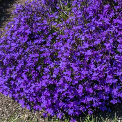 Lobelia przylądkowa - Lobelia erinus - nasiona lobelii - 1000 szt.