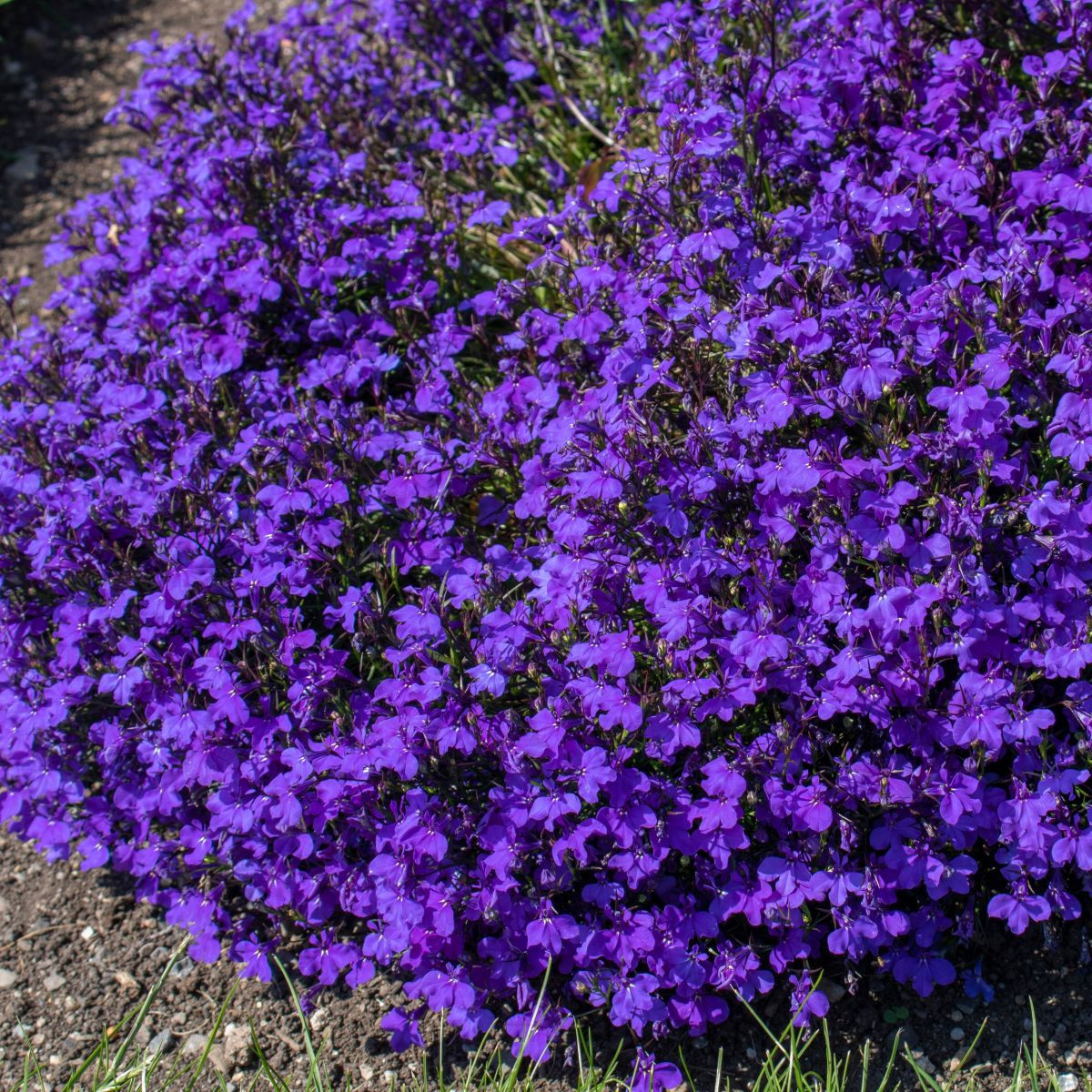Lobelia przylądkowa - Lobelia erinus - nasiona lobelii - 1000 szt.
