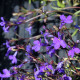 Lobelia przylądkowa - Lobelia erinus - nasiona lobelii - 1000 szt.