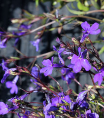 Lobelia przylądkowa - Lobelia erinus - nasiona lobelii - 1000 szt.