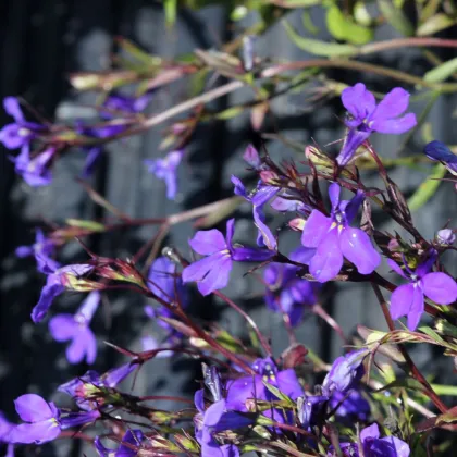 Lobelia przylądkowa - Lobelia erinus - nasiona lobelii - 1000 szt.