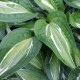 Bohyška - Hosta Snake Eyes - cebulki bohyšky - 1 szt.