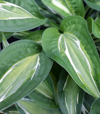 Bohyška - Hosta Snake Eyes - cebulki bohyšky - 1 szt.
