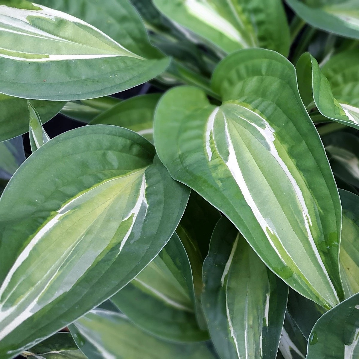 Bohyška - Hosta Snake Eyes - cebulki bohyšky - 1 szt.
