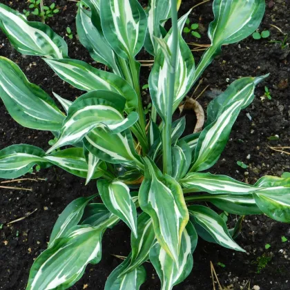 Bohyška - Hosta Snake Eyes - cebulki bohyšky - 1 szt.