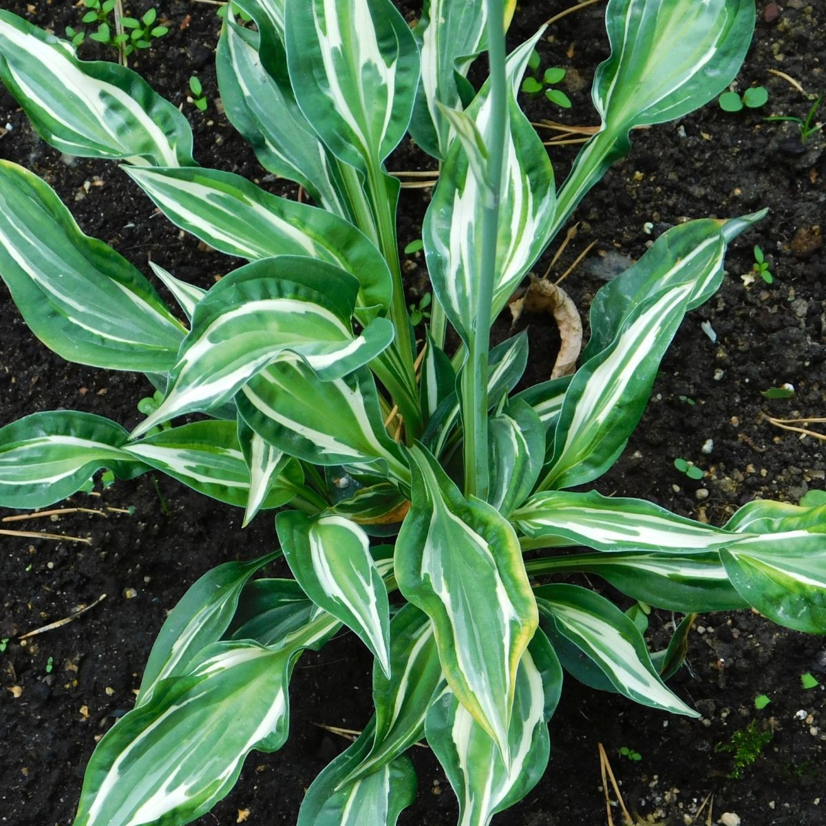 Bohyška - Hosta Snake Eyes - cebulki bohyšky - 1 szt.