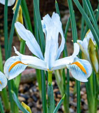 Kosaciec żyłkowany biały - Iris reticulata - cebulki kosaćca - 3 szt.