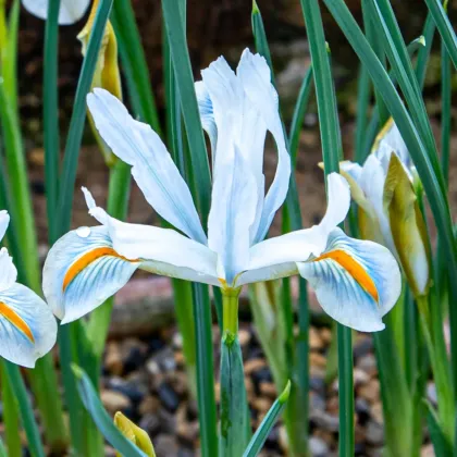 Kosatec síťkovaný bílý - Iris reticulata - cibulky kosatce - 3 ks