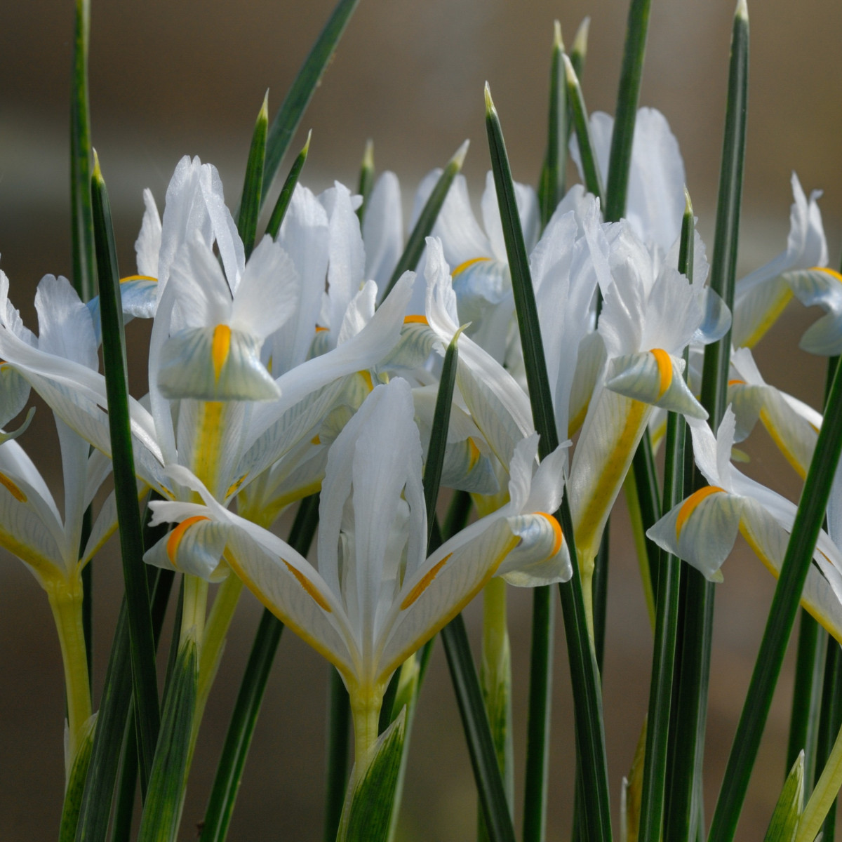 Kosaciec żyłkowany biały - Iris reticulata - cebulki kosaćca - 3 szt.