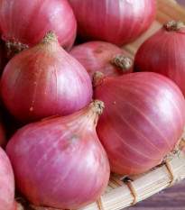 Cebula szalotka Camelot F1 - Allium cepa - nasiona cebuli - 50 szt.