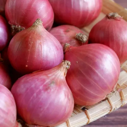Cebula szalotka Camelot F1 - Allium cepa - nasiona cebuli - 50 szt.