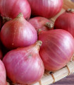 Cebula szalotka Camelot F1 - Allium cepa - nasiona cebuli - 50 szt.
