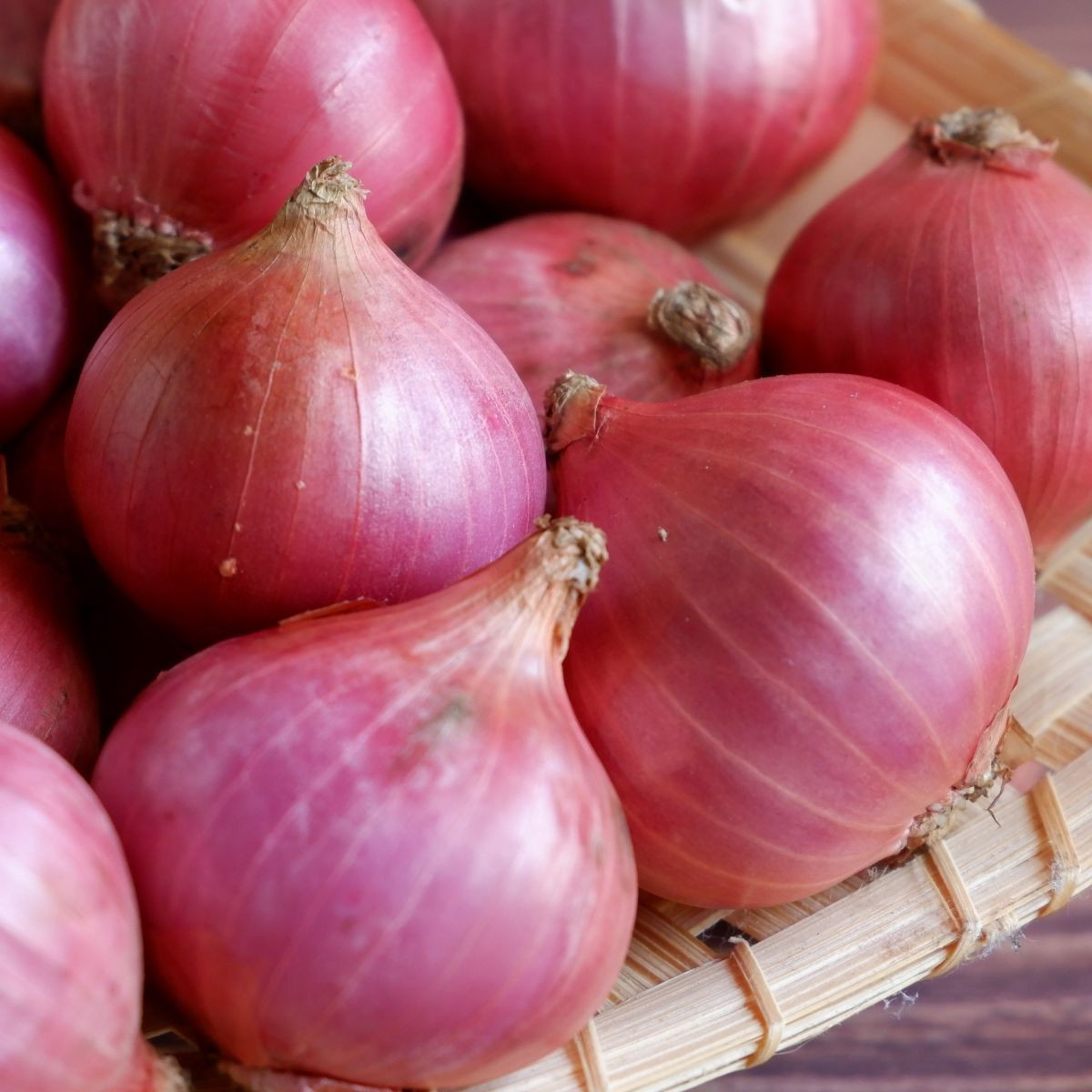 Cibule šalotka Camelot F1 - Allium cepa - semena cibule - 50 ks