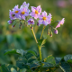 Ziemniaki Jubila F1 – Solanum tuberosum – nasiona ziemniaka