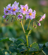 Ziemniaki Jubila F1 – Solanum tuberosum – nasiona ziemniaka