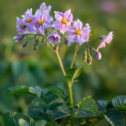 Ziemniaki Jubila F1 – Solanum tuberosum – nasiona ziemniaka