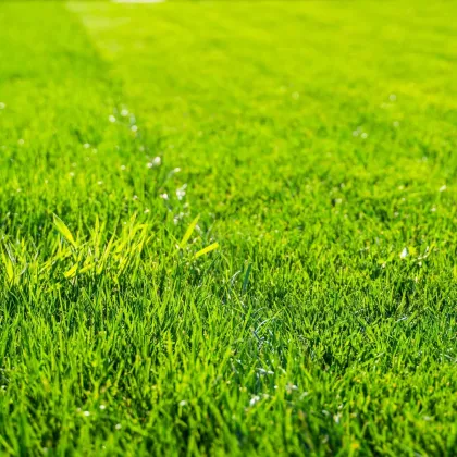 Wysokiej jakości trawa sucha – nasiona traw – Kiepenkerl