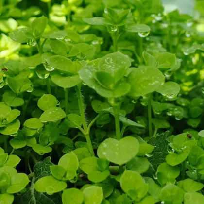 Mięta pieprzowa Mini Mint - Mentha piperita - nasiona mięty - 20 szt.