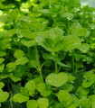 Mięta pieprzowa Mini Mint – Mentha – nasiona aromatycznych ziół