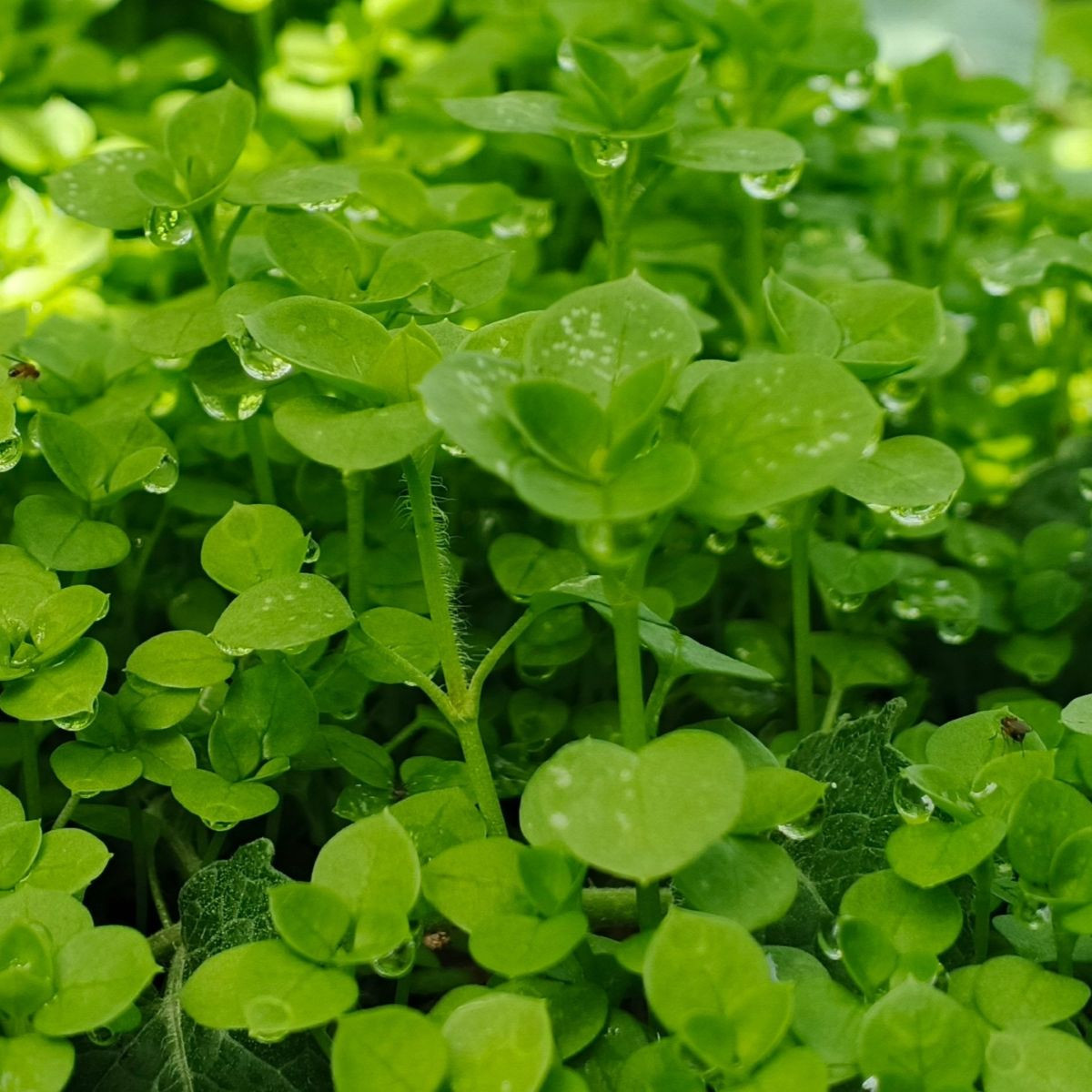 Mięta pieprzowa Mini Mint - Mentha piperita - nasiona mięty - 20 szt.
