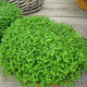 Mięta pieprzowa Mini Mint - Mentha piperita - nasiona mięty - 20 szt.