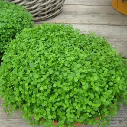 Mięta pieprzowa Mini Mint - Mentha piperita - nasiona mięty - 20 szt.