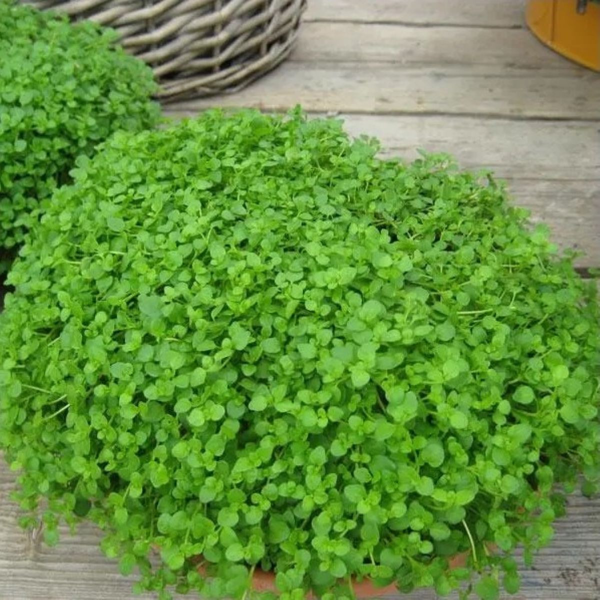Mięta pieprzowa Mini Mint - Mentha piperita - nasiona mięty - 20 szt.