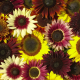 Słonecznik Formular Mix F1 (Helianthus annuus) – uprawa