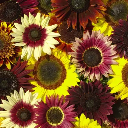 Słonecznik Formular Mix F1 (Helianthus annuus) – uprawa
