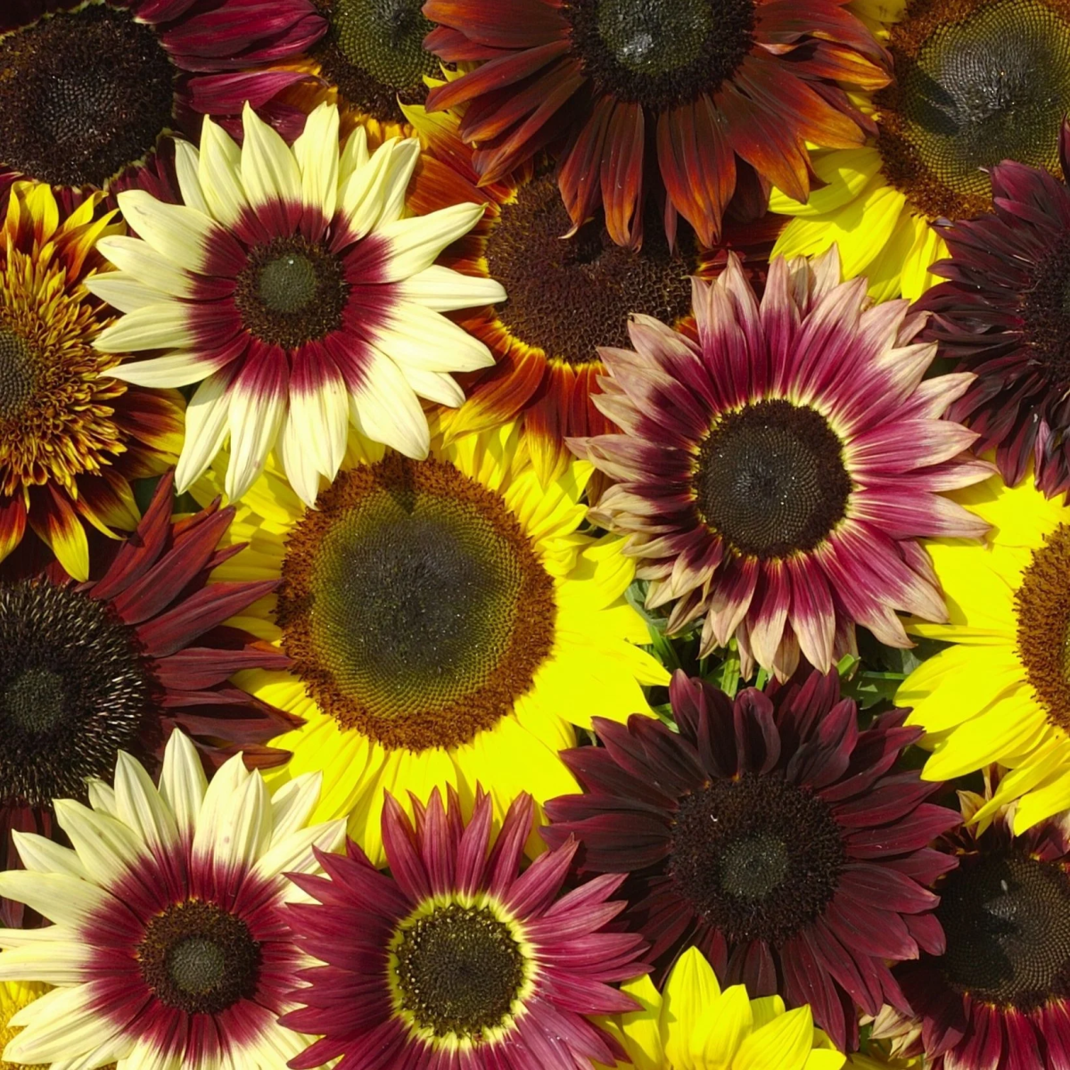 Słonecznik Formular Mix F1 (Helianthus annuus) – uprawa